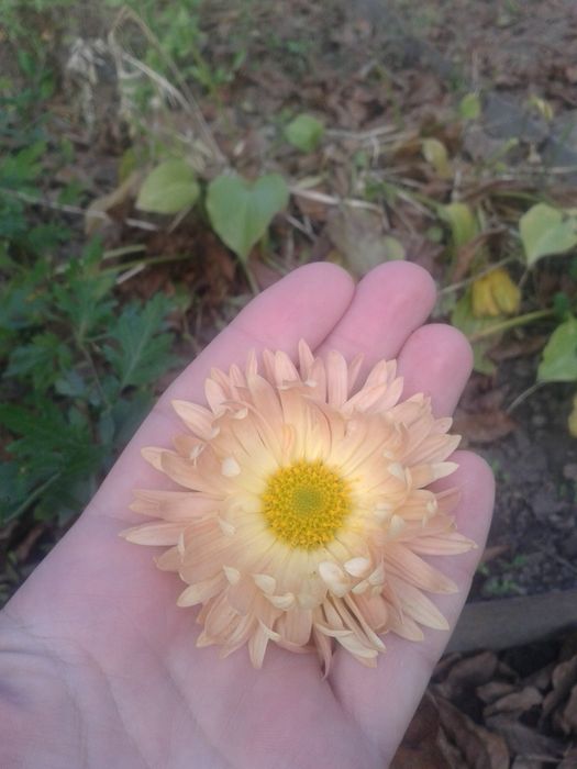 Хризантеми     .