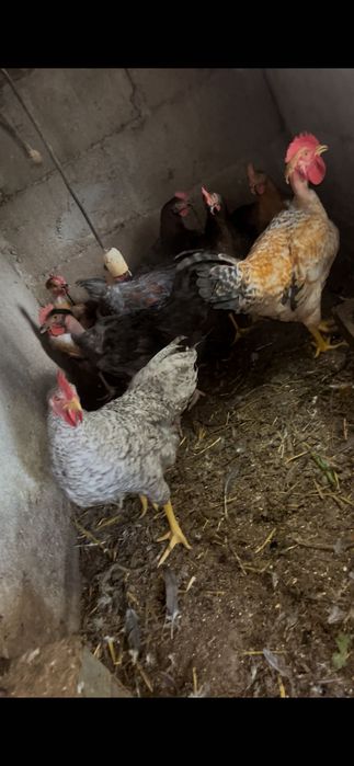 Frangos, pintos e ovos caseiros