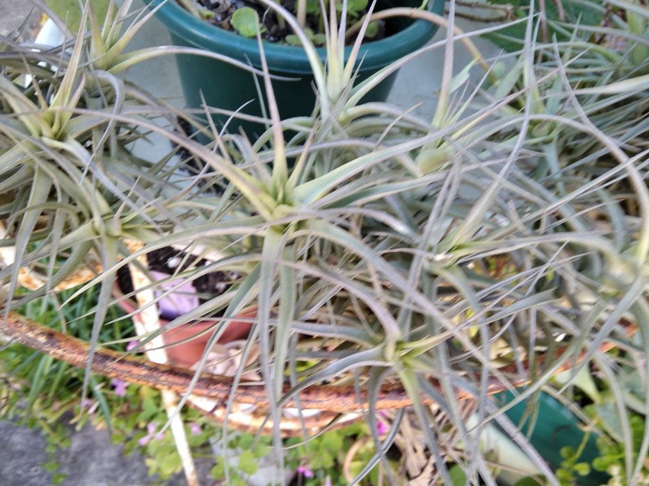 Várias suculentas e aérias