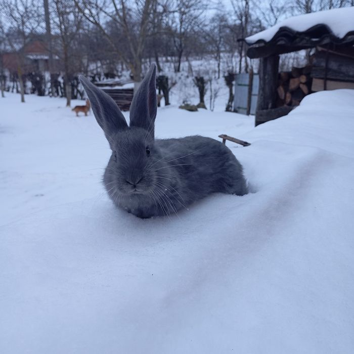 Кролик гарної окраси