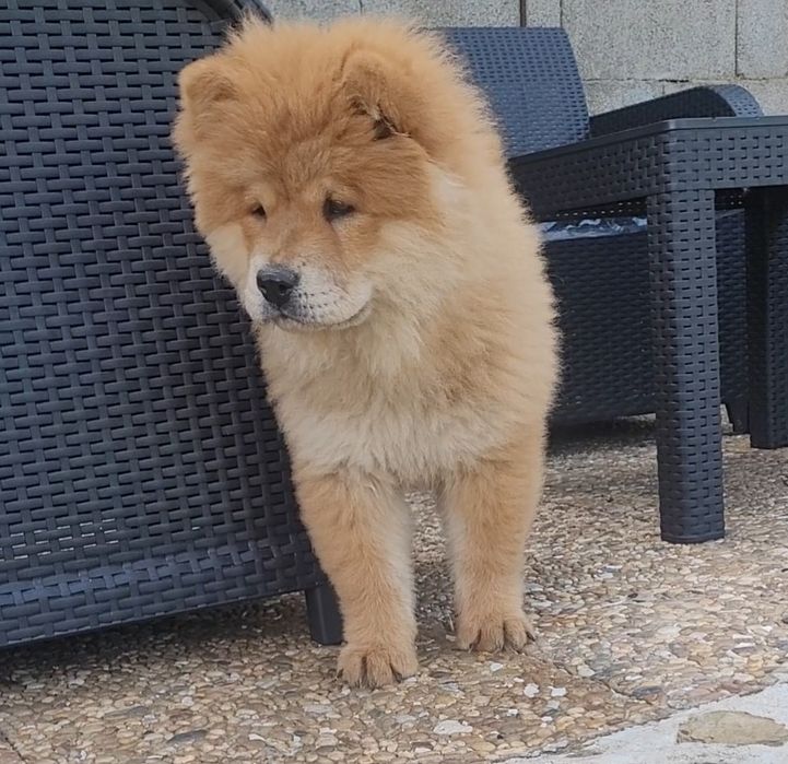 Chow chow laranja bebé