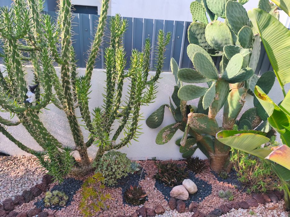 Plantas de Jardim Variadas