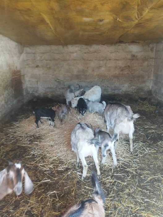Продам кози,козлики,козлята