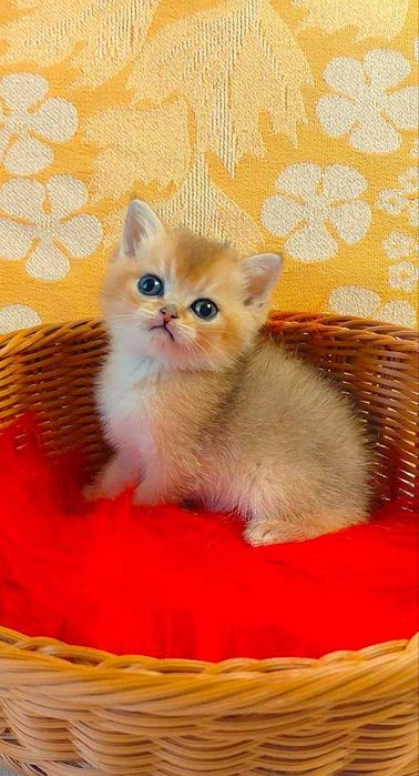 Шотландские котята (ЗОЛОТАЯ ШИНШИЛЛА)
