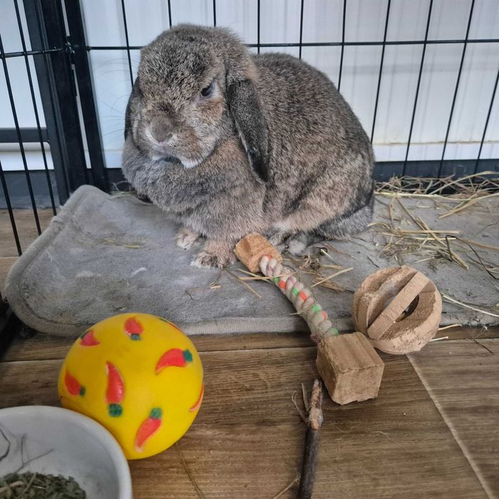 Królik mini lop samiczki w symbilicznych cenach