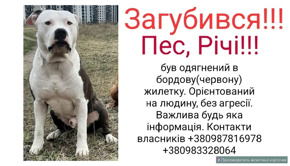 Пошук загубленого песика