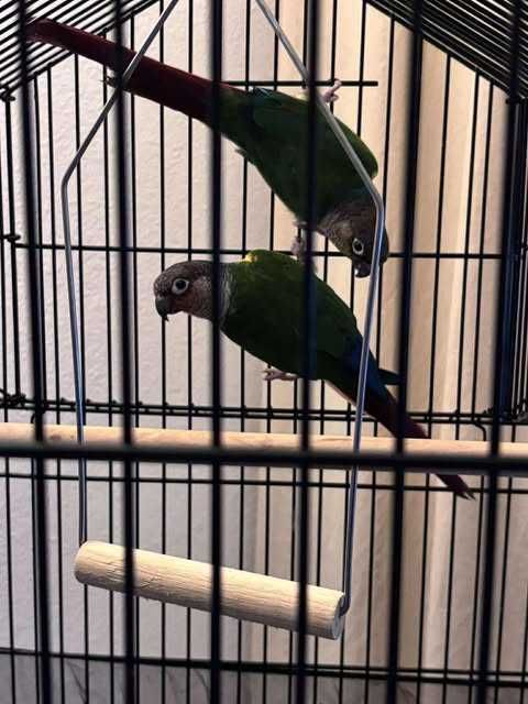 Pyrrhura moliae Australianos casal