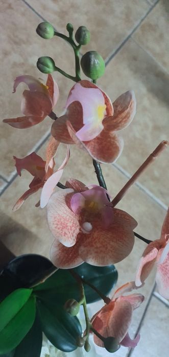 Orquidia artificial