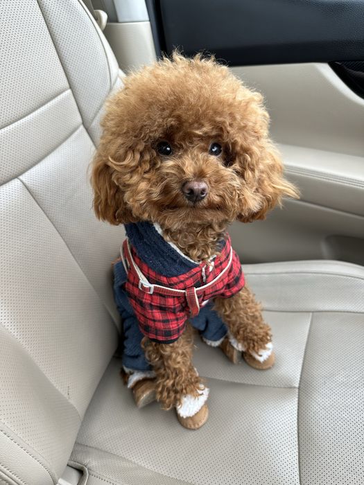 Вʼязка мальтіпу, той пудель”Red Braun”