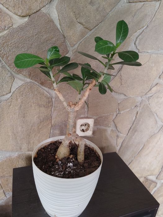 Адениум адениум. Роза пустыни