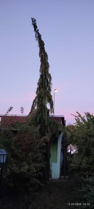 Cyprysik nutkajski 6,5m tuja
