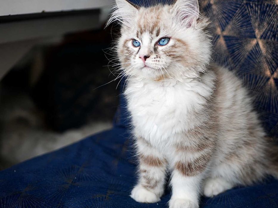 Kot Ragdoll piękny kocurek seal bicolour lynx FPL, FIFE