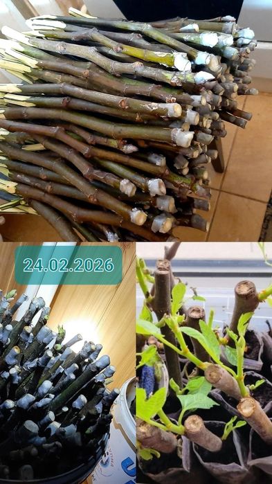 инжир Шави Легви черенки