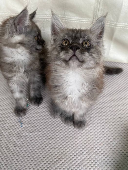 Котята  породы  Мейн-кун