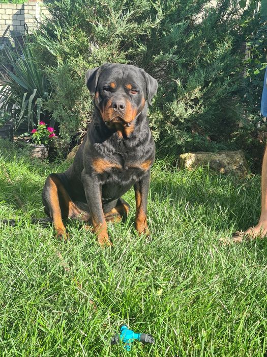 Вязка  ротвейлер