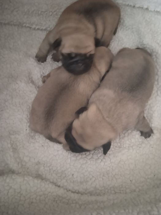 Мопсята з документами від заводчика