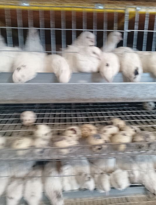 Всегда в наличии!!! Подрощеные и несушка (Техас)