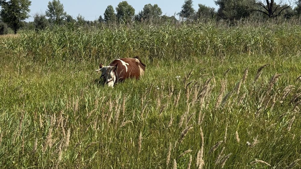 Продам тільну телицю нелель тьолку теличка ВРХ корова