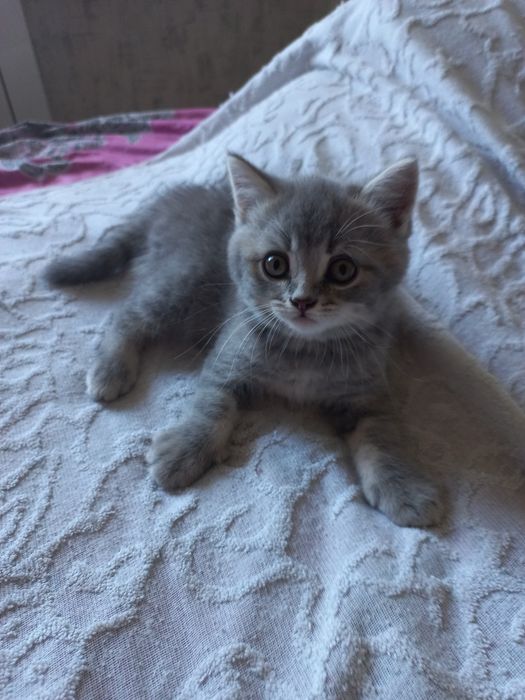 Котики шотландські