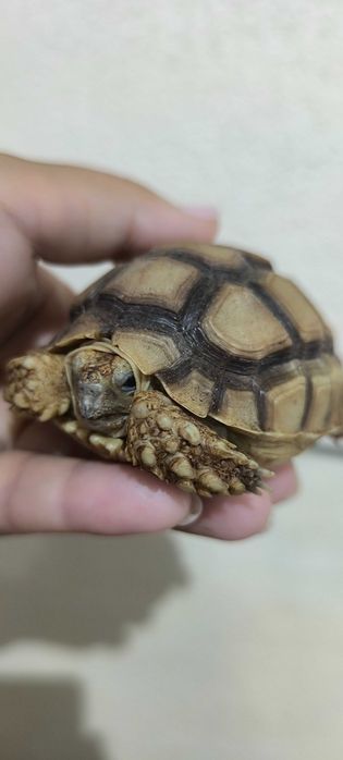 Sulcatas Africanas (duas)