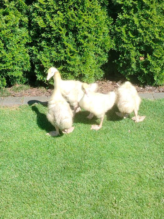 Sprzedam młode gęsi