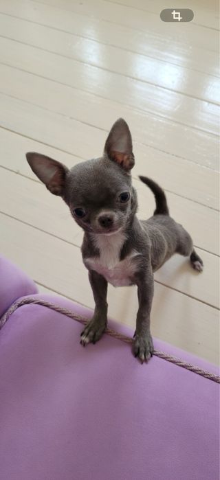 Лиловый мальчик чихуахуа
