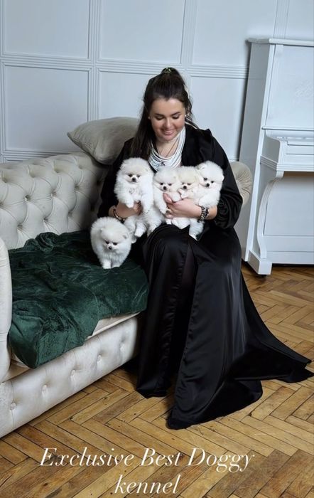 Білі SUPER VIP міні цуценята  померанські шпіци ведмедики з документам