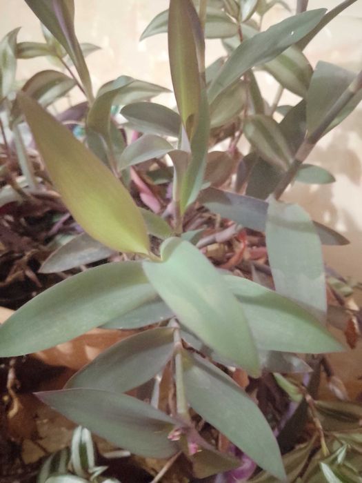 Монстера, бегонії, дріміопсіс, традесканції