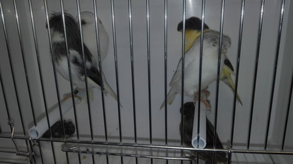 Vendo diamantes mandarins de bochecha preta