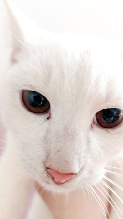 Кошенята шукають домівку