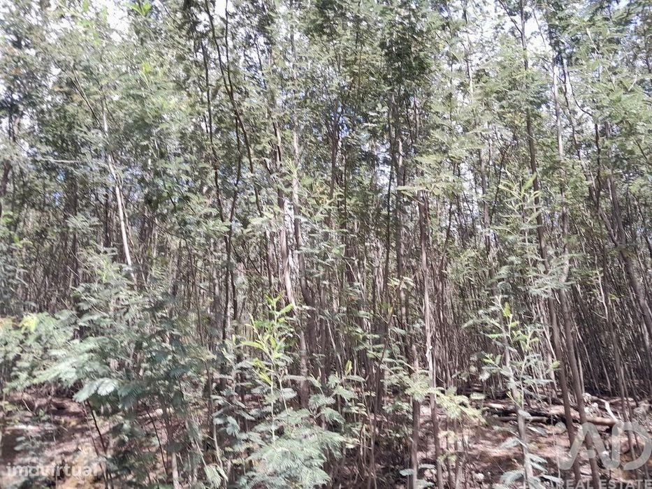 Terreno em Cortes do Meio