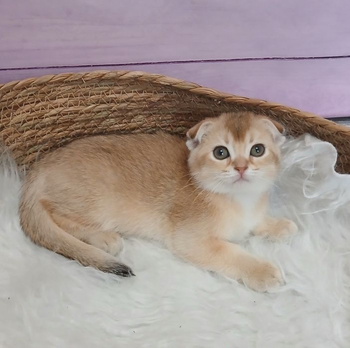 Кошеня  золотої шиншили