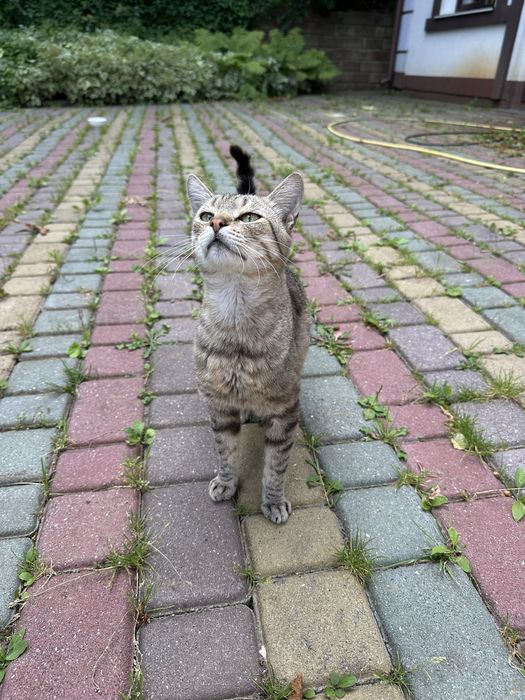 Хлопчик , котеня 5 місяців шукає родину