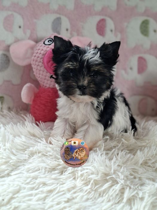 Suczka Yorkshire Terrier Biewer