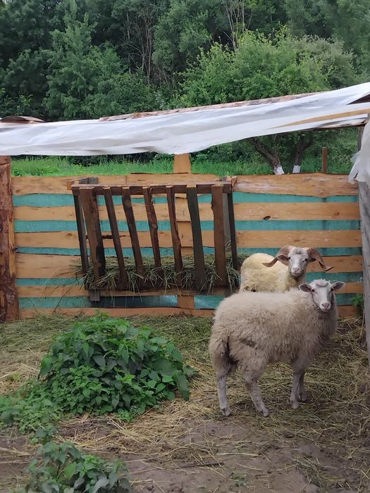 Продам Овечок є різні