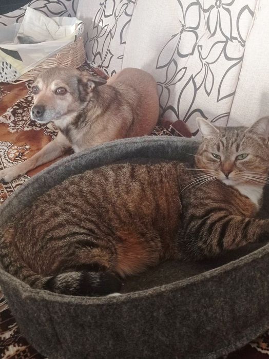 Невеличка собачка Боня шукає люблячих господарів!