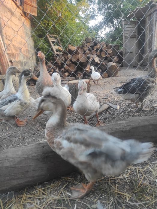 Продам качура на племя