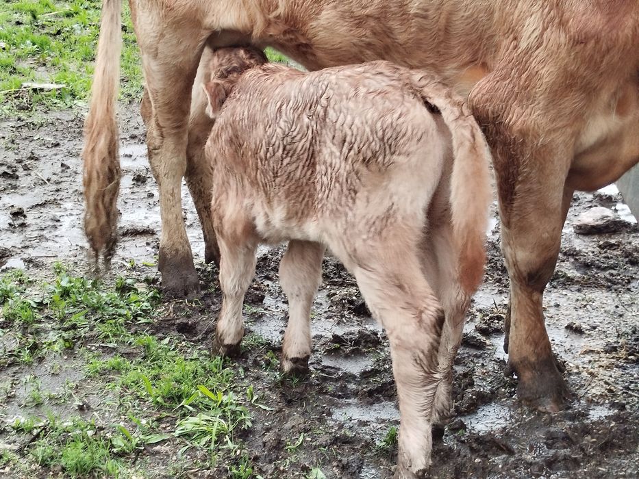 Vitelo minhoto 3 meses