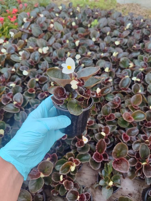 Бегонія в наявності