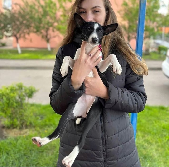 Щенки басенджи шоу класса