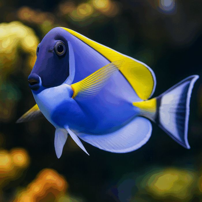 Acanthurus leucosternon [Ryba morska}