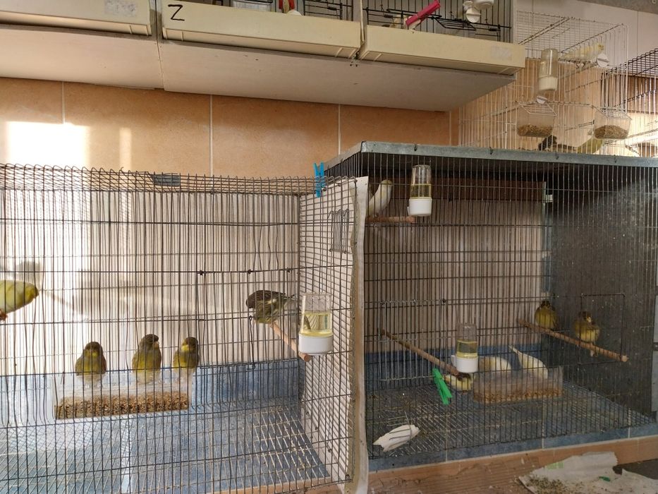 Canarios gloster e mosaicos amarelos