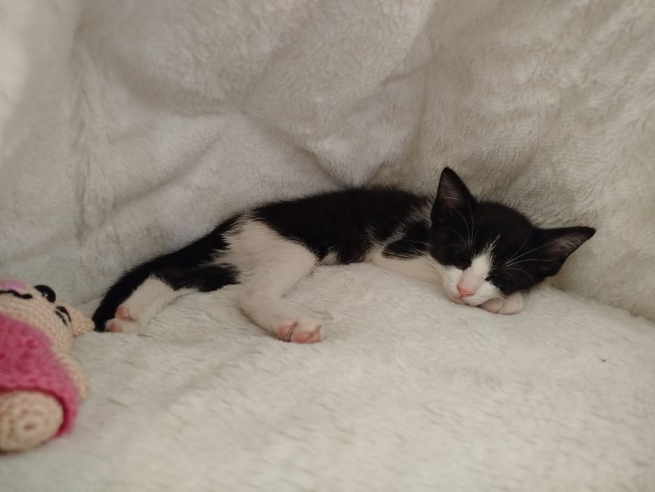 Gatinho para adoção