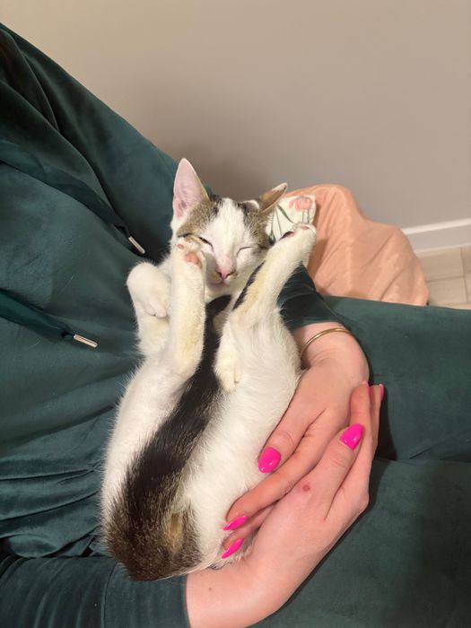 Biały kotek do adopcji