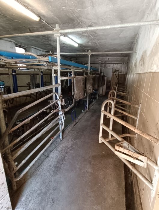 Hala udojowa De Laval 2x5 rybia ość
