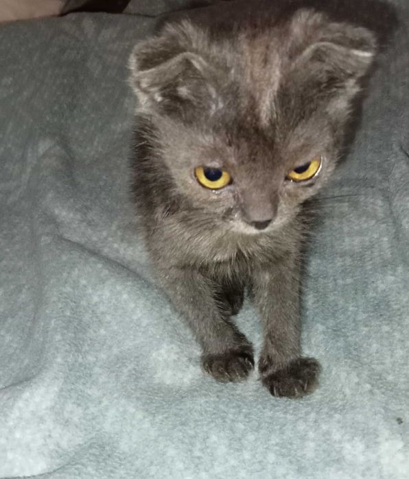 Віддам кошенят від вислоухої кішки