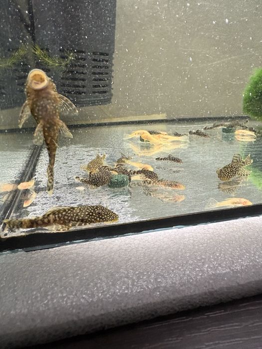 Zbrojnik niebieski ancitrus sp. glonojad