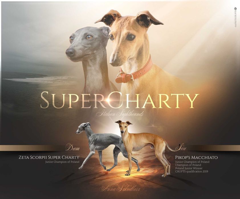 Charcik włoski, piesek, rodowód FCI, warunek hodowlany