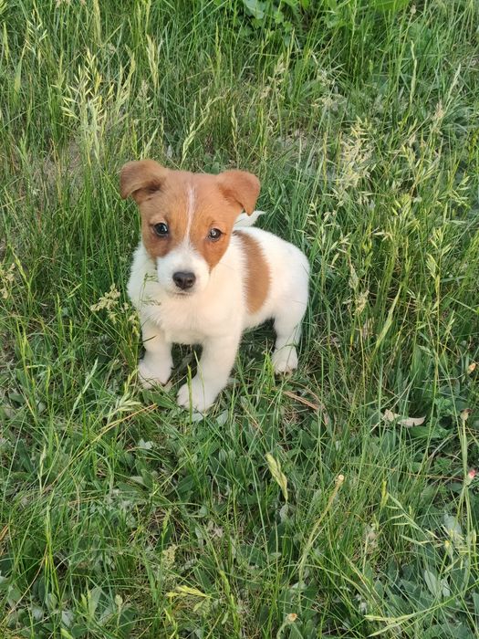 Jack Russell Terrier