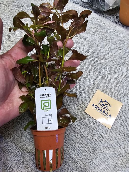 Anubias echinodouros entre outras plantas para aquário